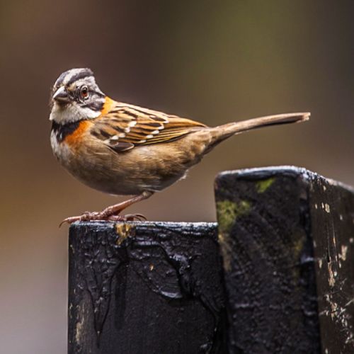 Pajarillo