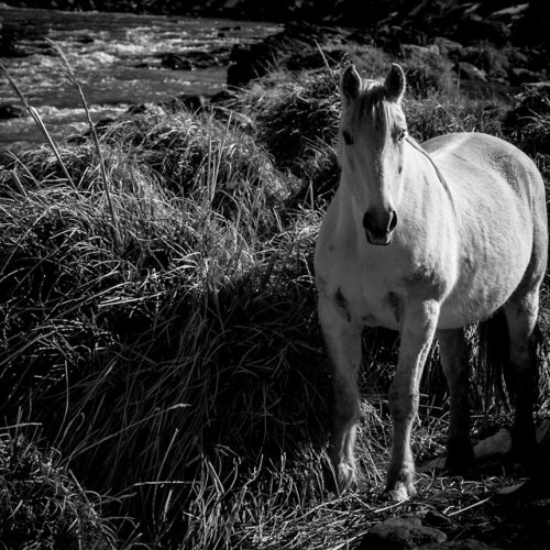 Caballo blanco 2