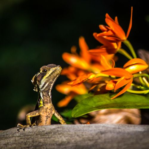 Entre orquídeas y reptiles