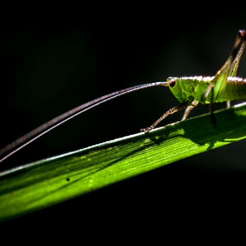 Pepe Grillo / Pepe the cricket