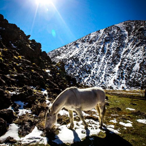 Caballo blanco / White horse