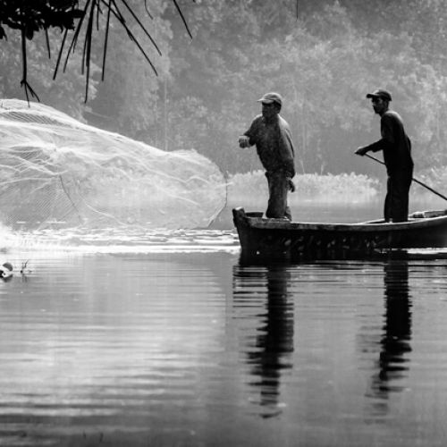 Cazando peces / Hunting fish