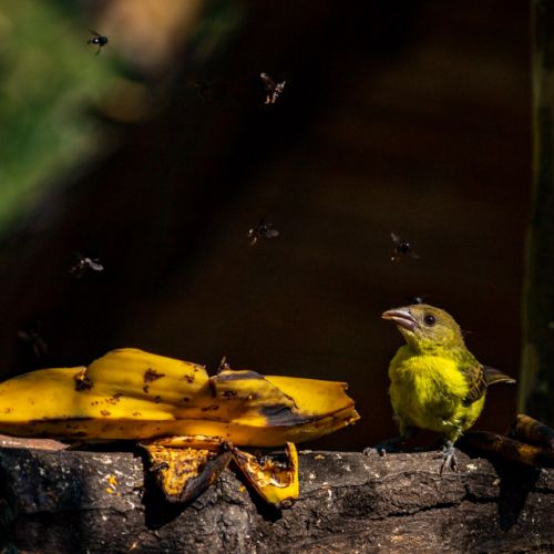 Pájaro hambriento / Hungry bird